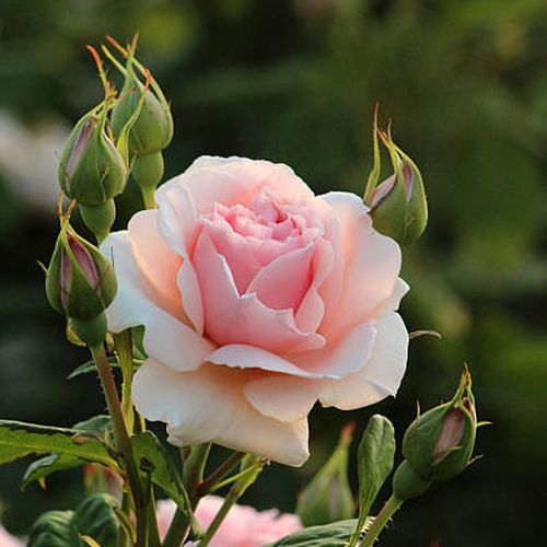 Rosa Donatella® - roz - Trandafir copac cu trunchi înalt - cu flori tip trandafiri englezești - coroană tufiș